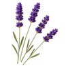 Lavendel